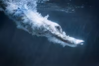 Couloir de nage : baignez-vous toute l'année !